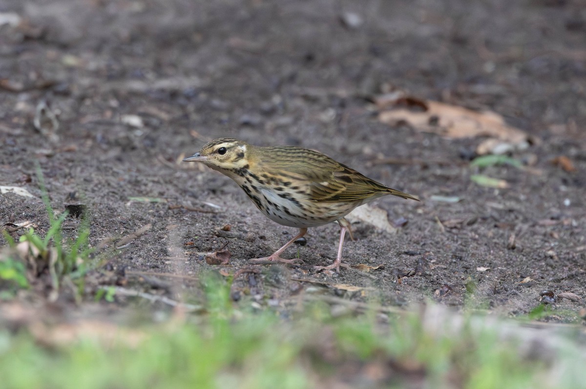 Olive-backed Pipit - ML644374144