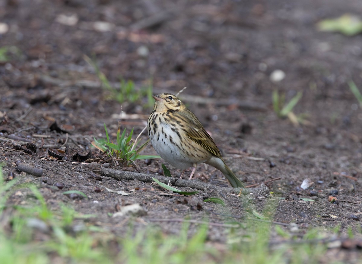 Olive-backed Pipit - ML644374145