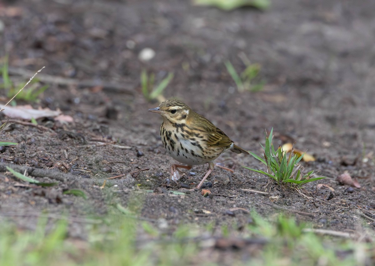 Olive-backed Pipit - ML644374146