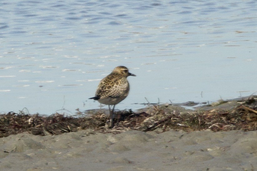 太平洋金斑鴴 - ML644374147