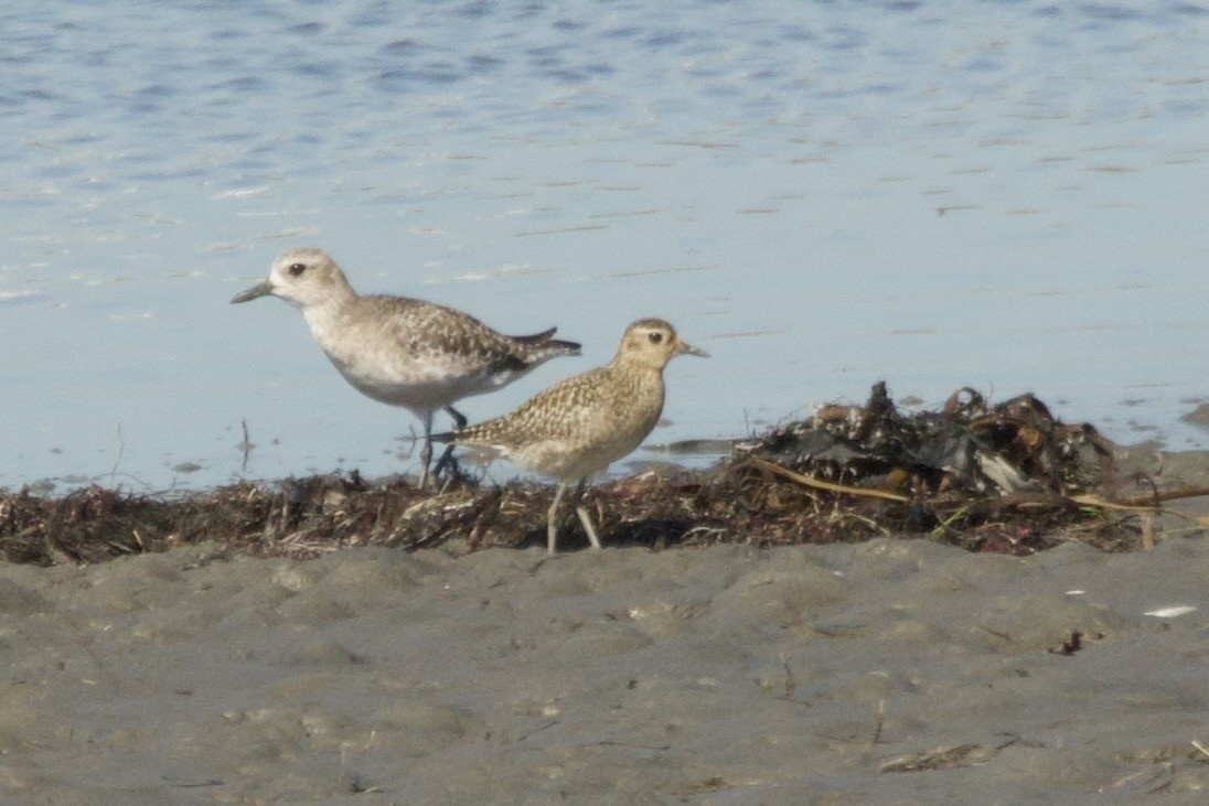 太平洋金斑鴴 - ML644374148