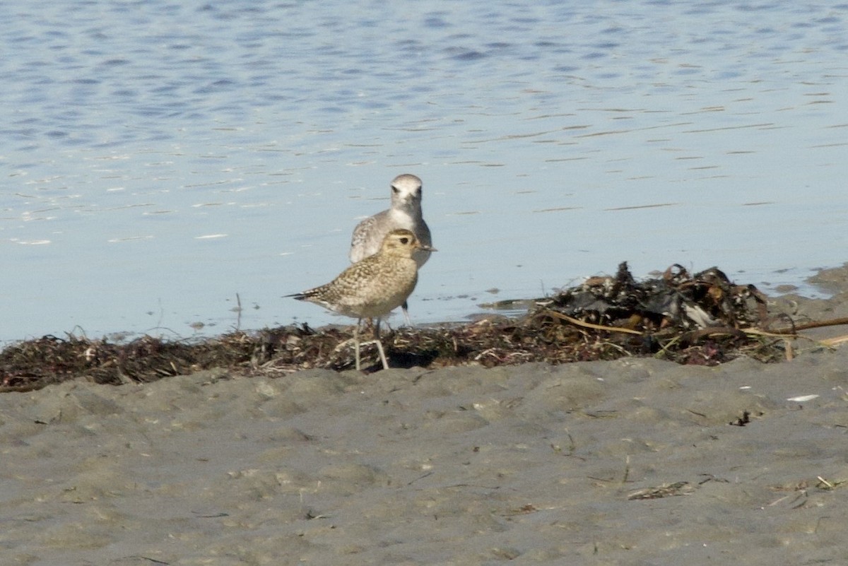 太平洋金斑鴴 - ML644374149