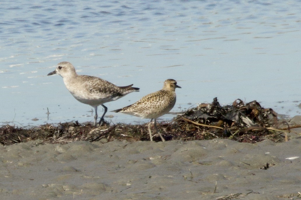 太平洋金斑鴴 - ML644374150