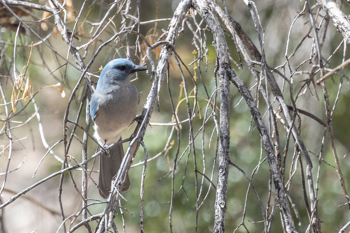 mexicoskrike - ML644374179