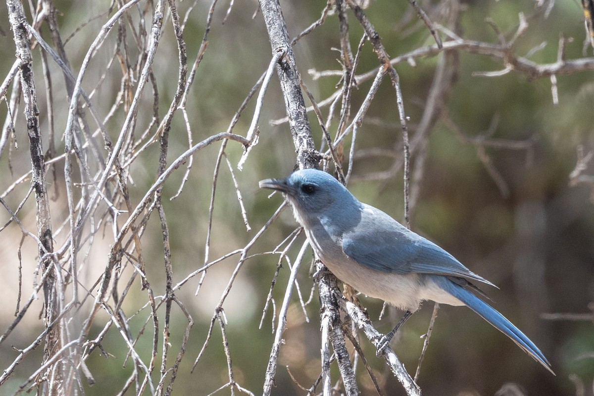 mexicoskrike - ML644374180