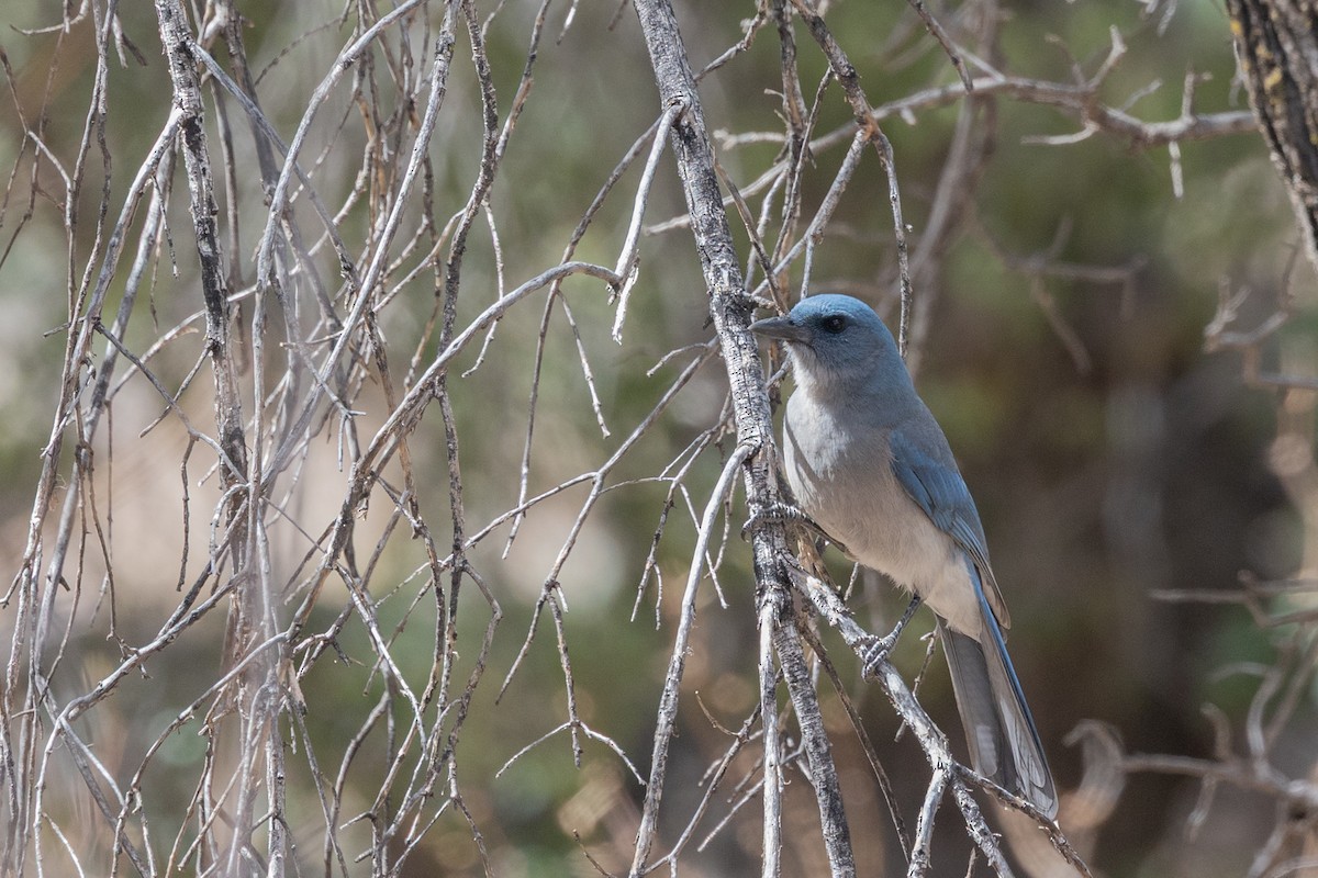 mexicoskrike - ML644374182