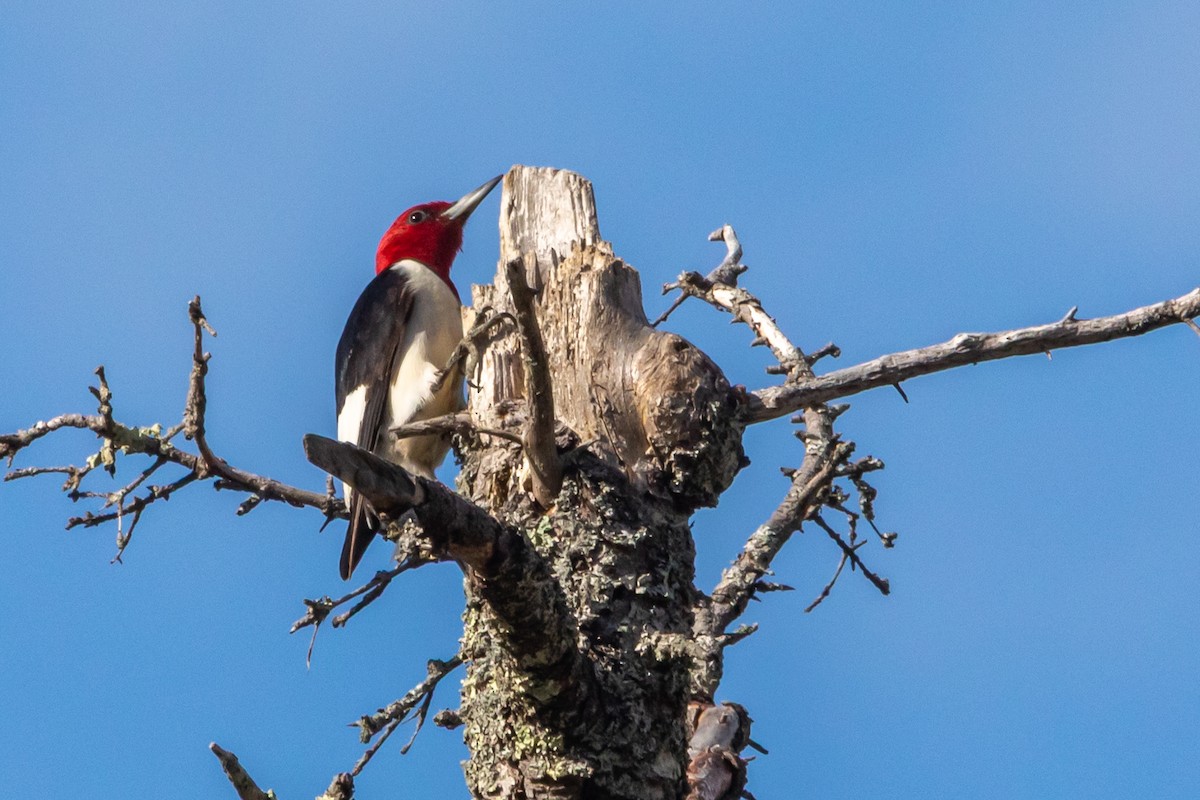 Red-headed Woodpecker - ML644374186