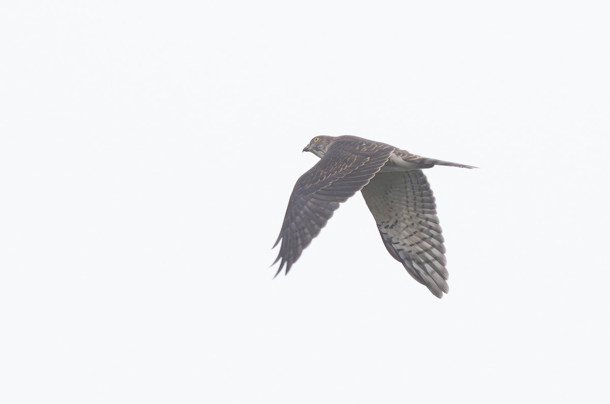 Accipitrine hawk sp. (former Accipiter sp.) - ML644374188