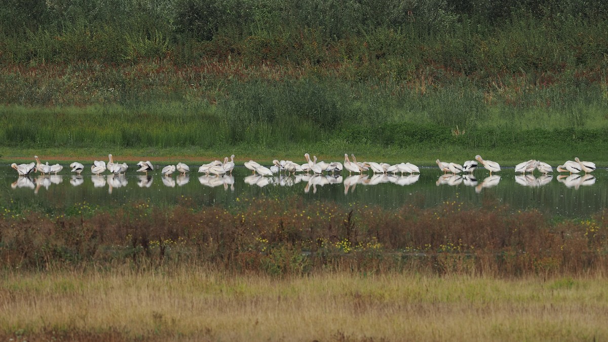 American White Pelican - ML644374192