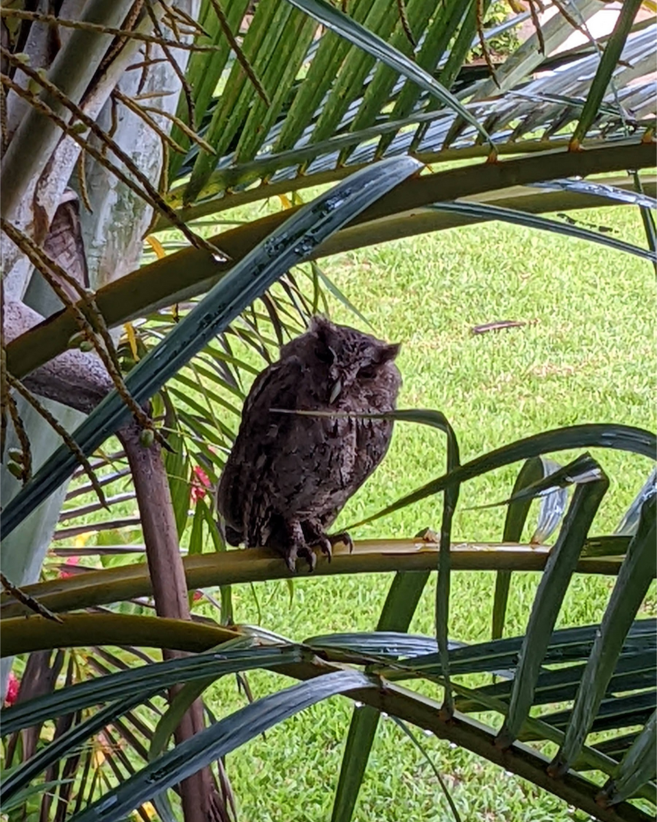 krattugle - ML644374201