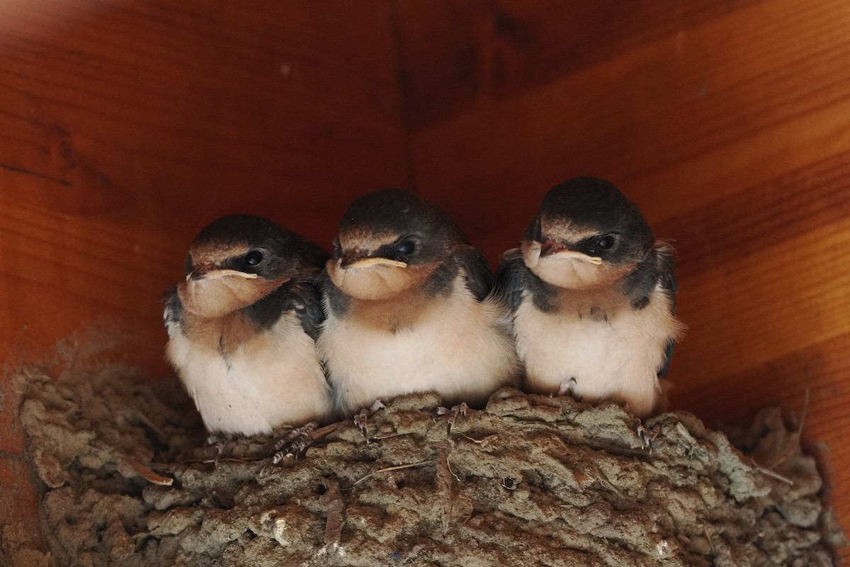Barn Swallow - ML644374212