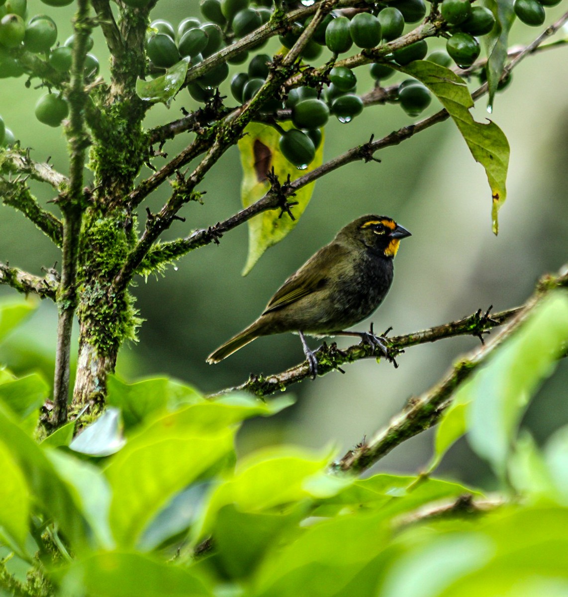 Yellow-faced Grassquit - ML644374224
