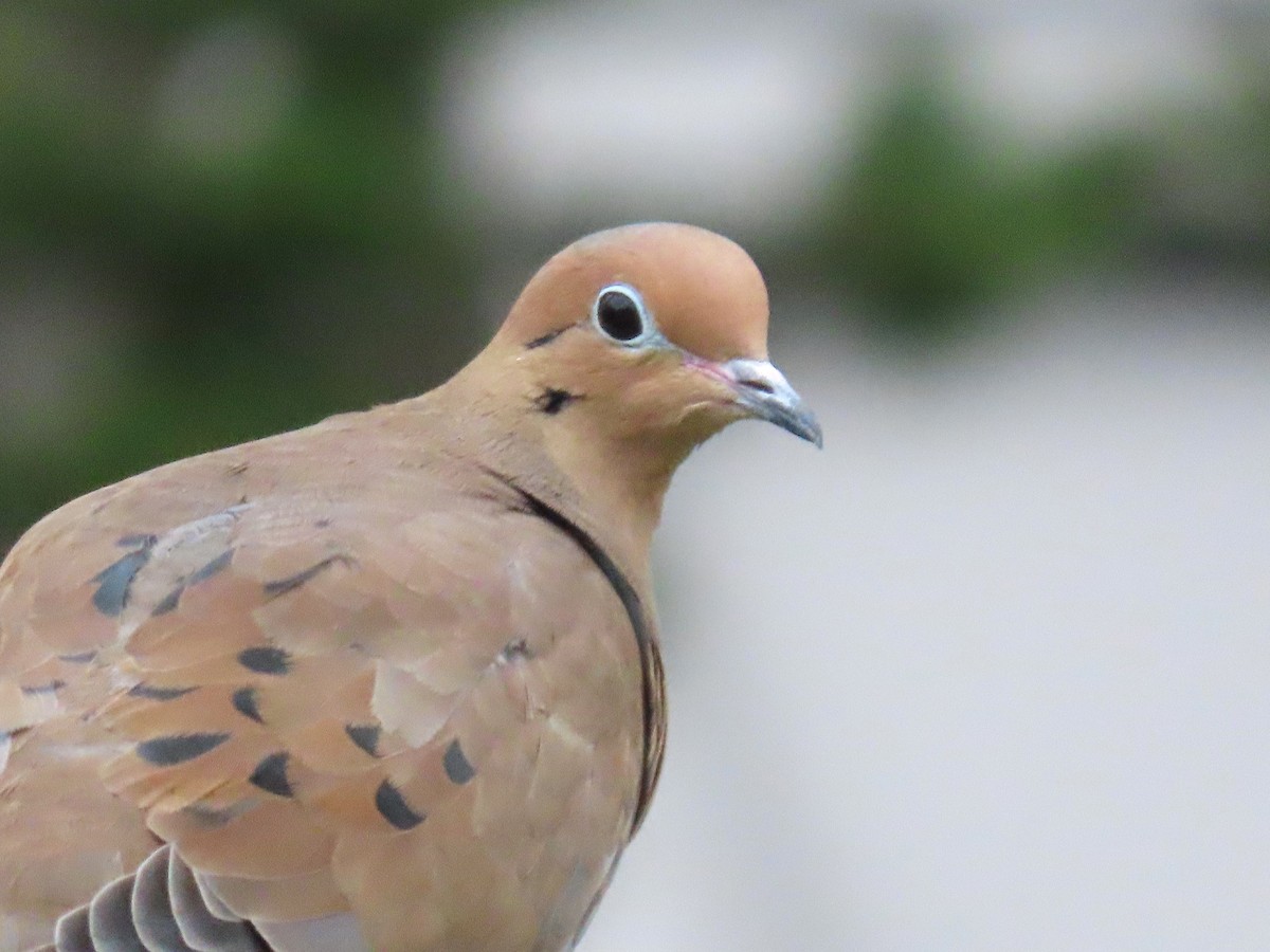 Mourning Dove - ML644374231