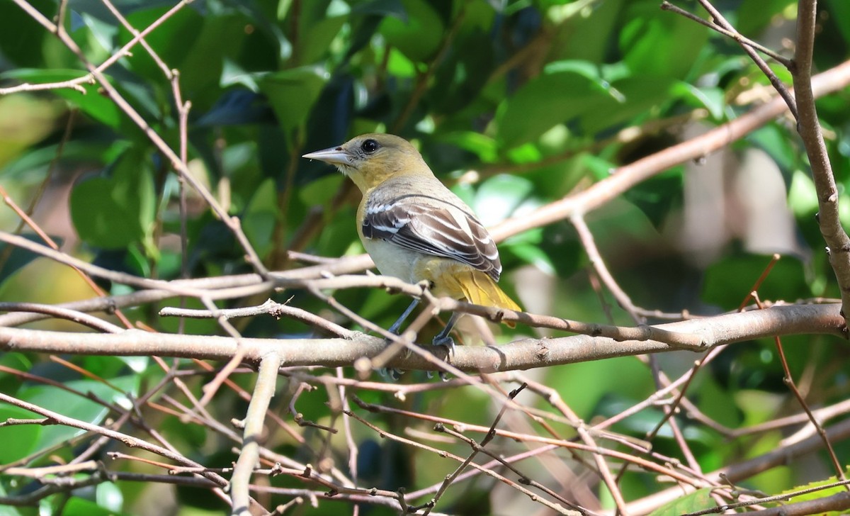 Baltimore Oriole - ML644374232