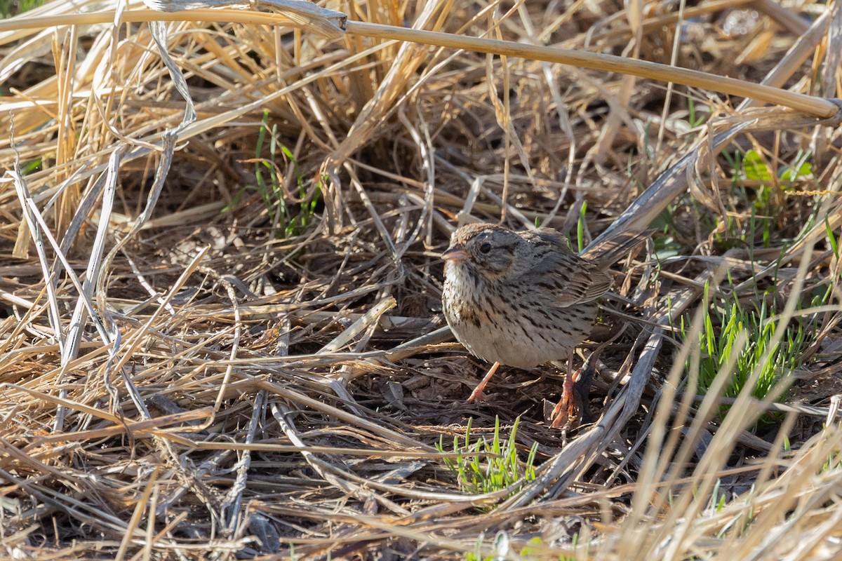 Lincoln's Sparrow - ML644374235