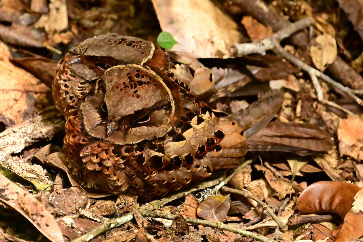 Collared Nightjar - ML644374238