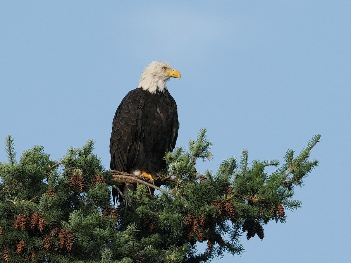 Bald Eagle - ML644374241