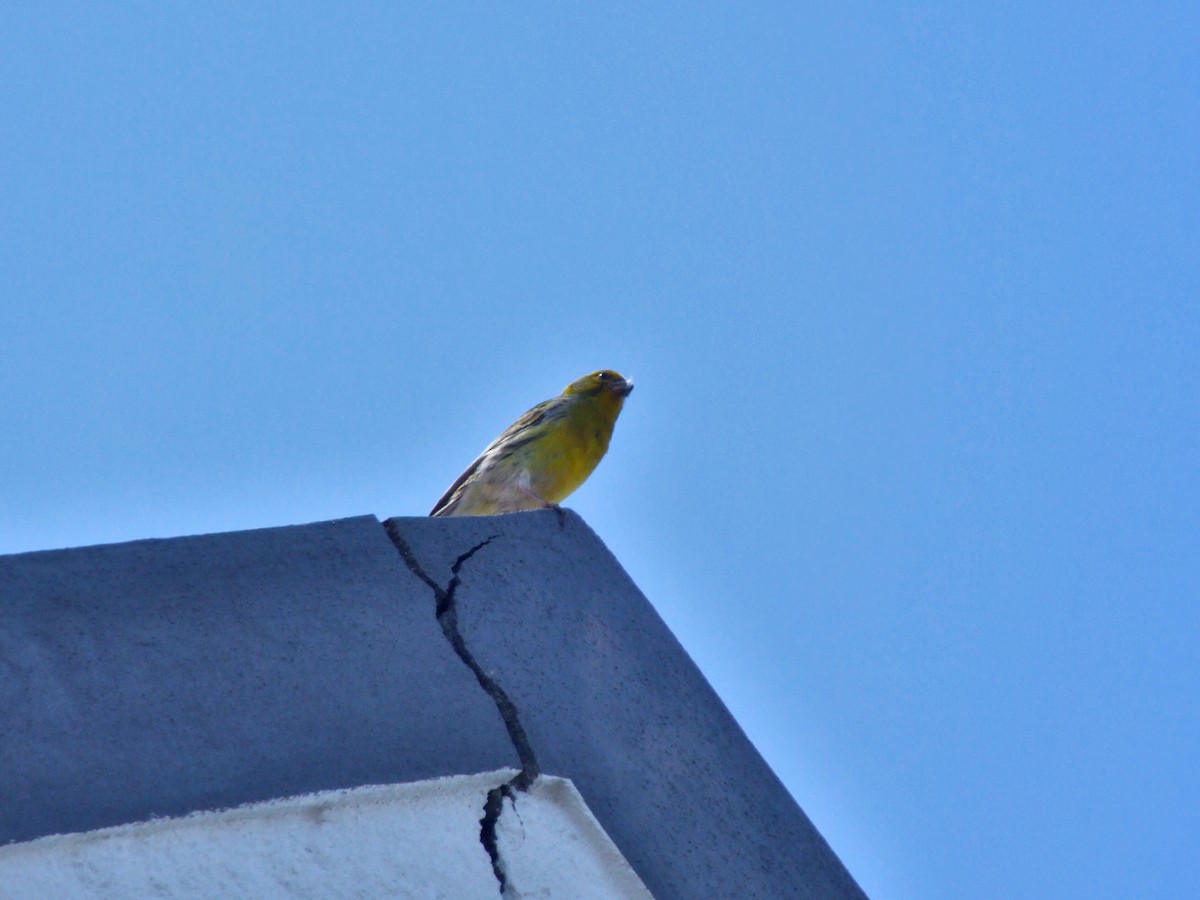 Island Canary - ML644374246