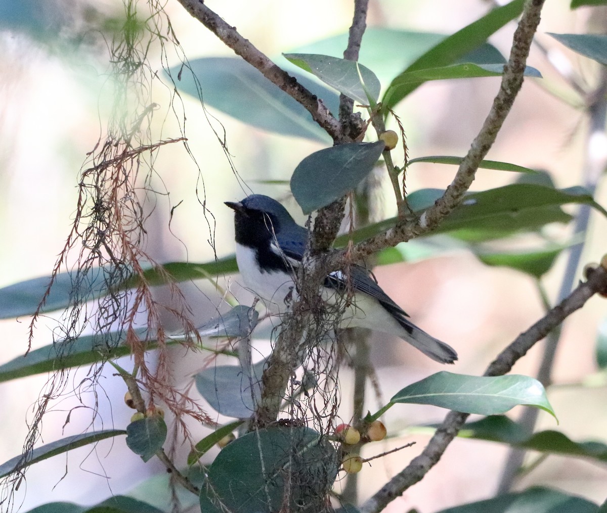 Black-throated Blue Warbler - ML644374250