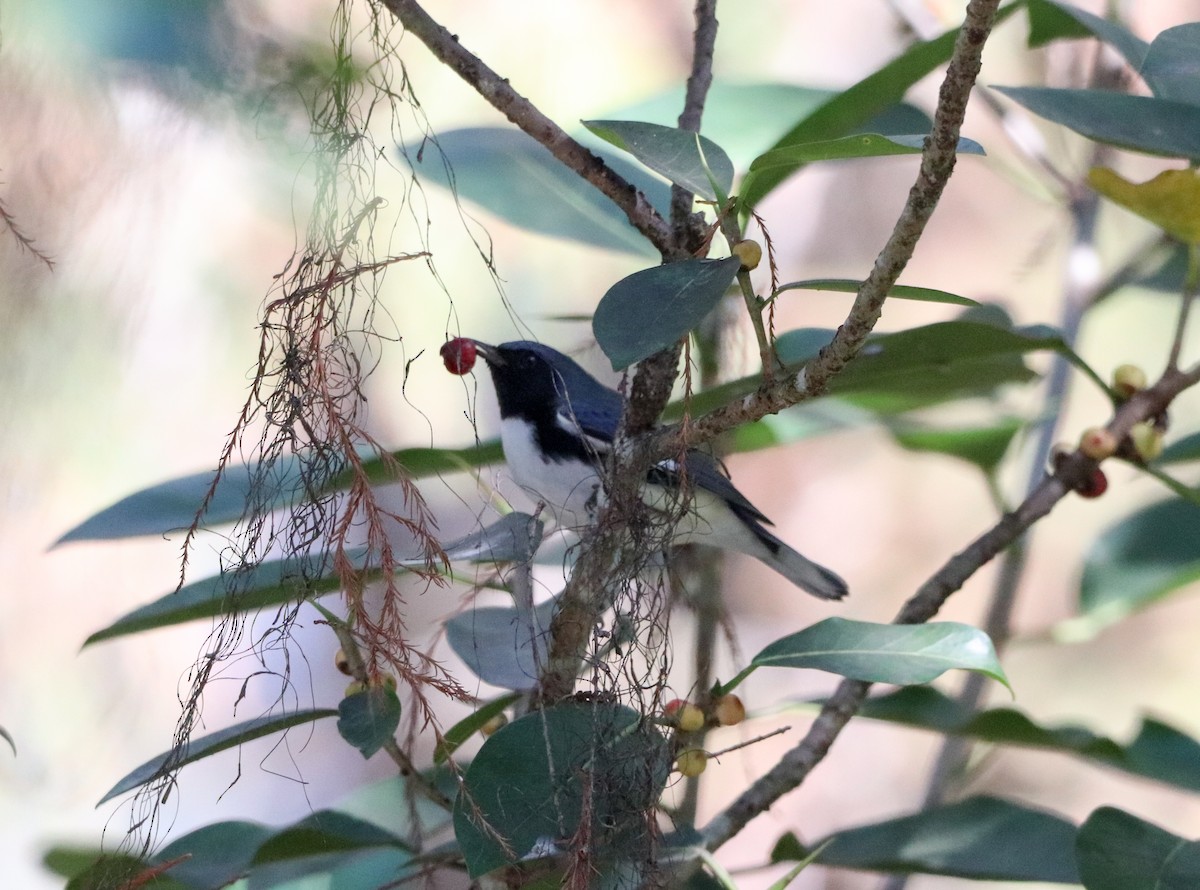 Palm Warbler - ML644374257