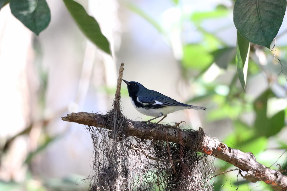 Black-throated Blue Warbler - ML644374266