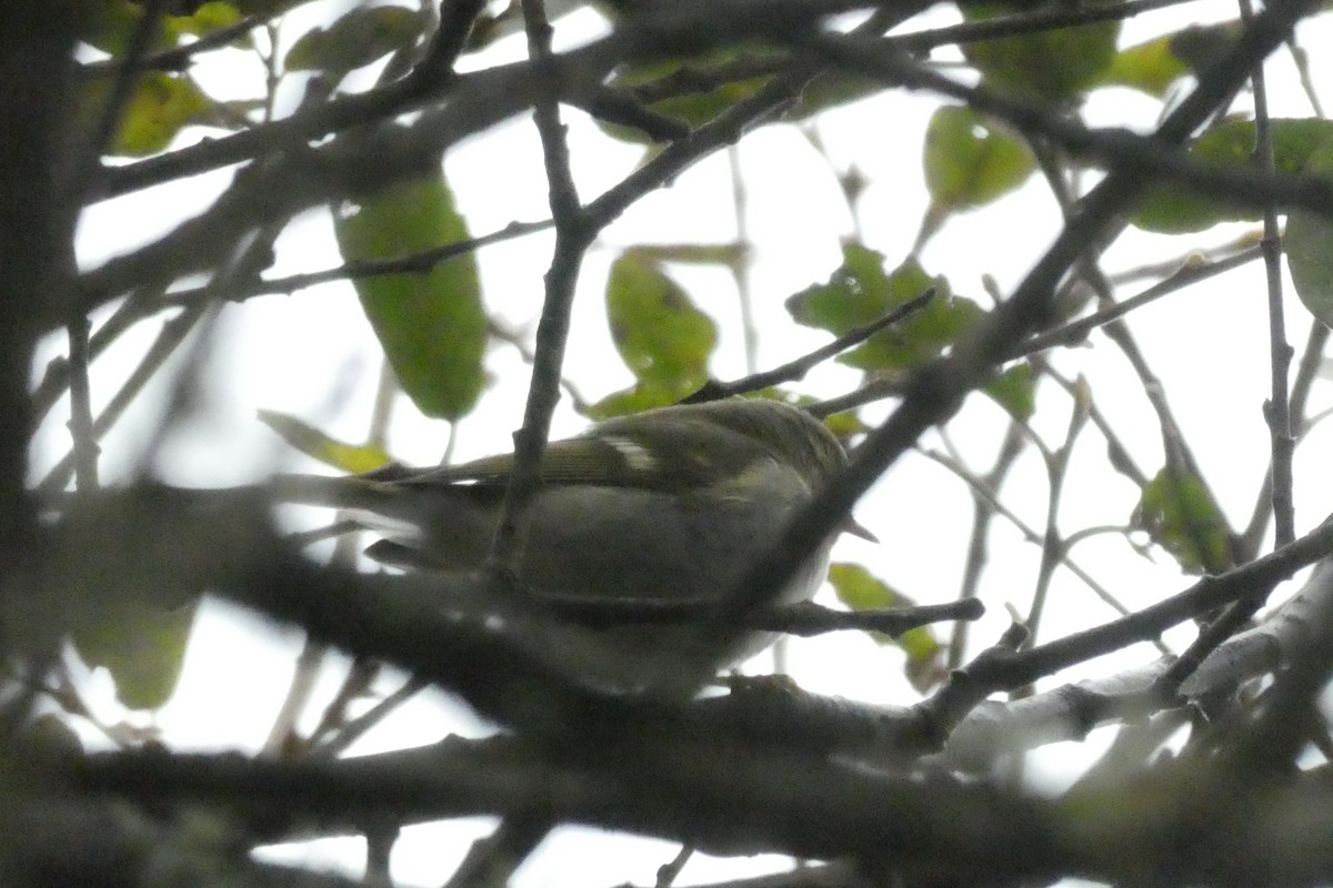 Yellow-browed/Hume's Warbler - ML644374285