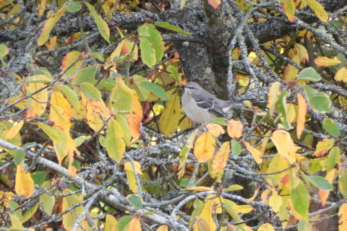 Northern Mockingbird - ML644374286