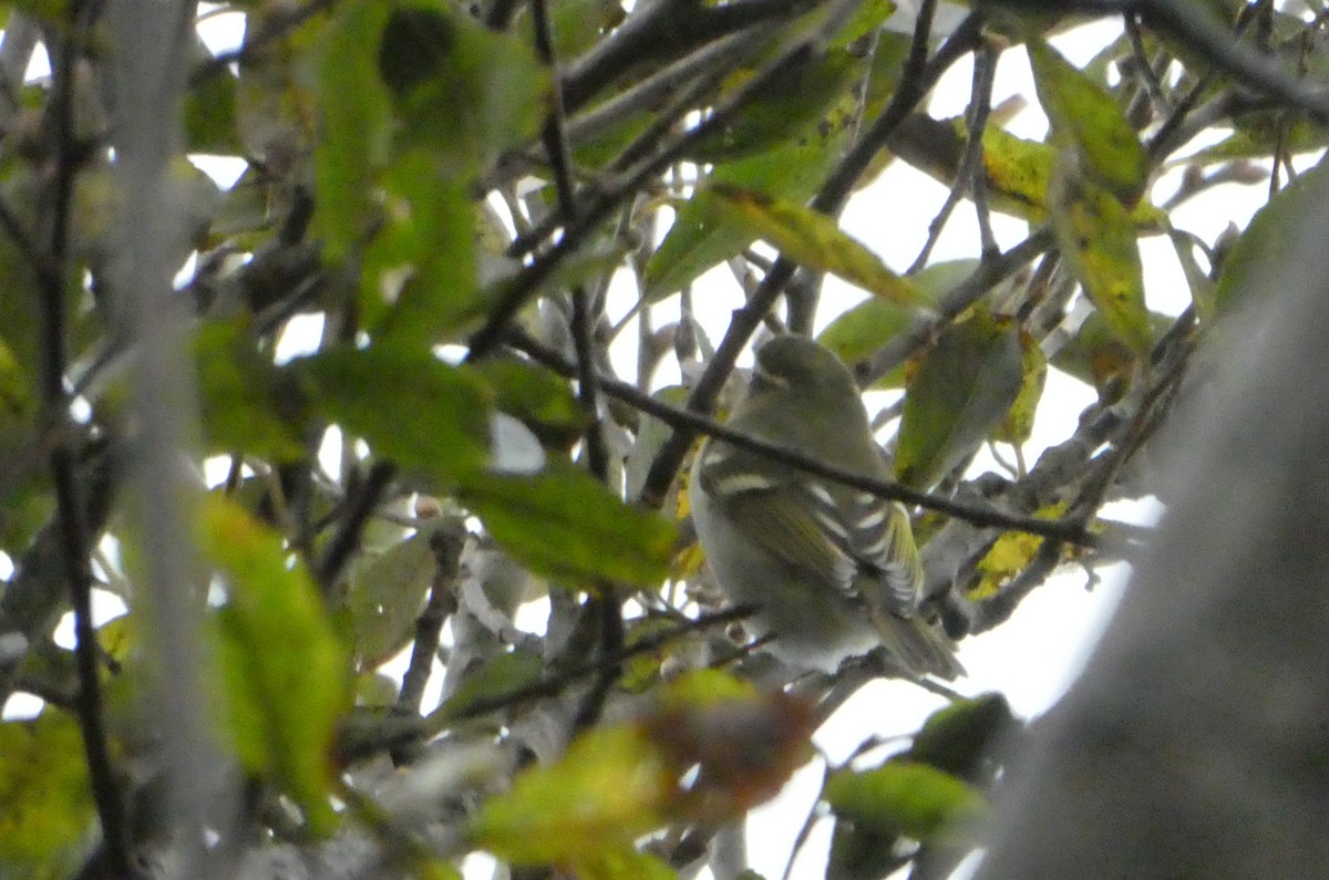 Yellow-browed/Hume's Warbler - ML644374288
