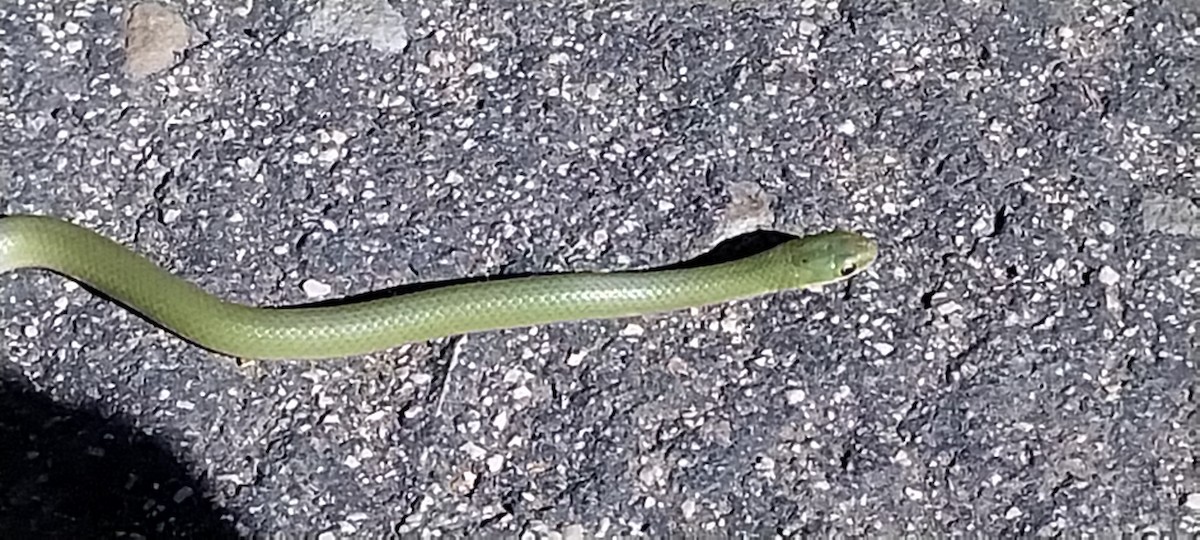 Smooth Greensnake - ML644374289
