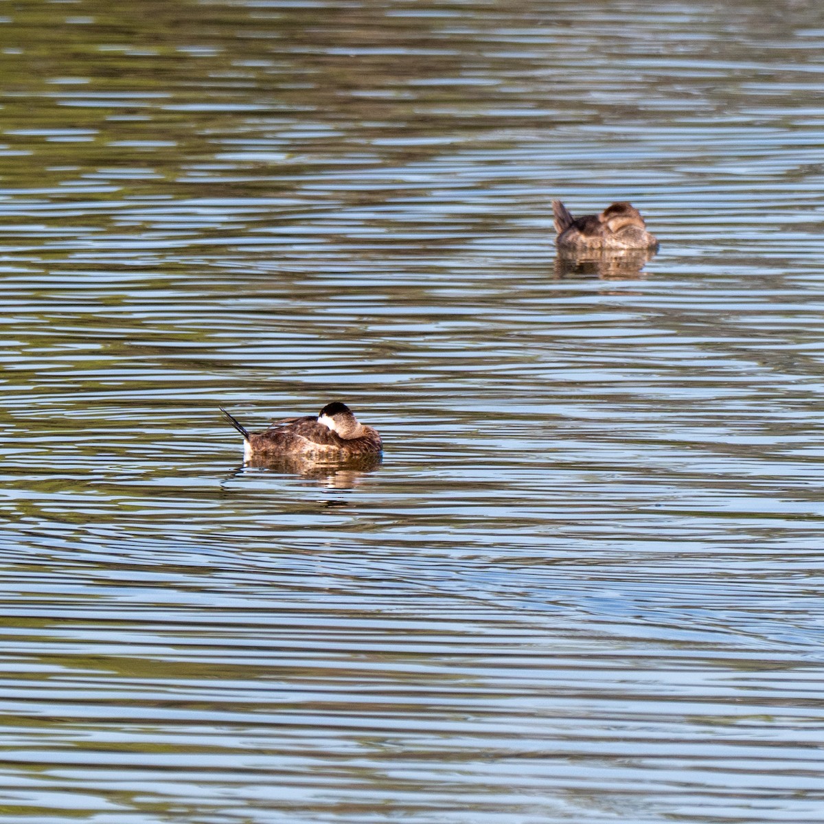 Савка американська - ML644374307