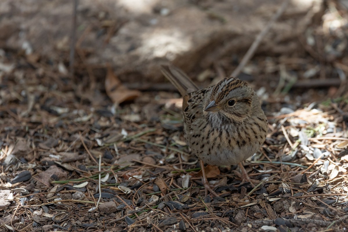 Lincoln's Sparrow - ML644374309