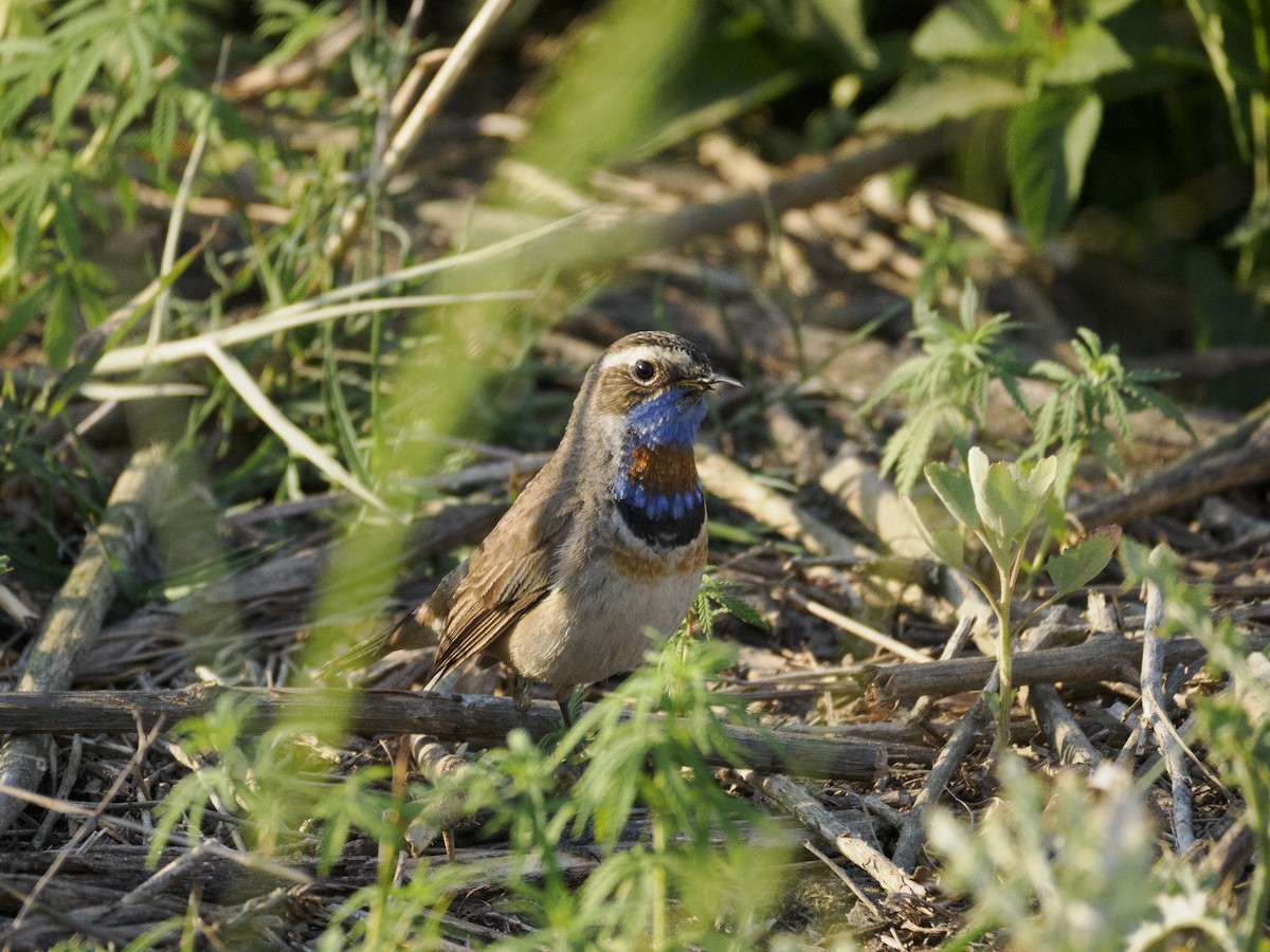 Сондорт гургалдай - ML644374315