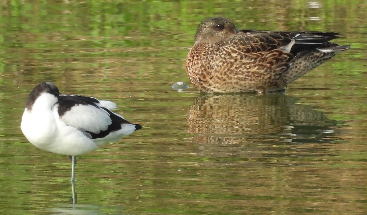 ヨシガモ - ML644374331