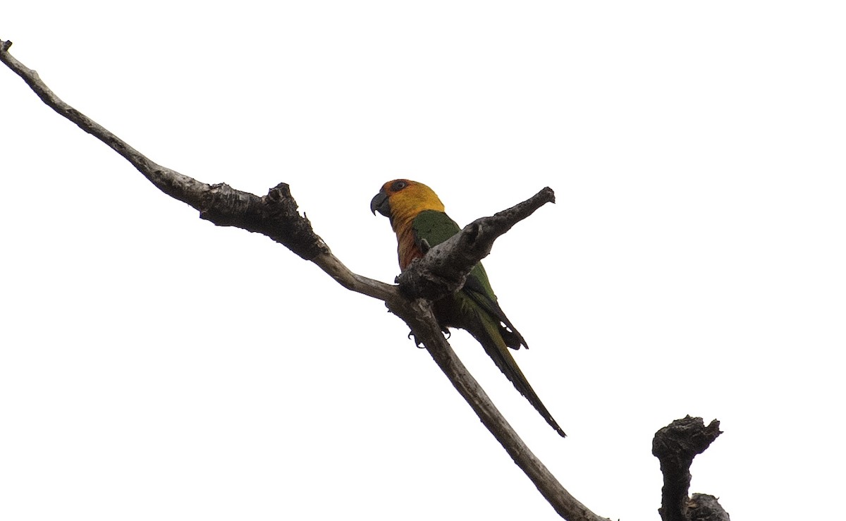 Jandaya Parakeet - ML644374337