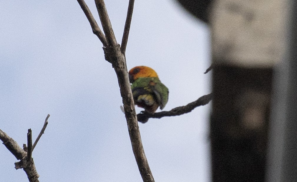 Jandaya Parakeet - ML644374338