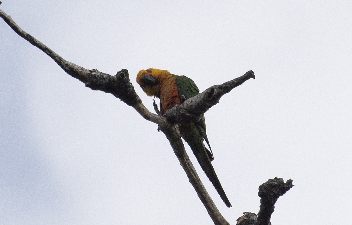 Jandaya Parakeet - ML644374339