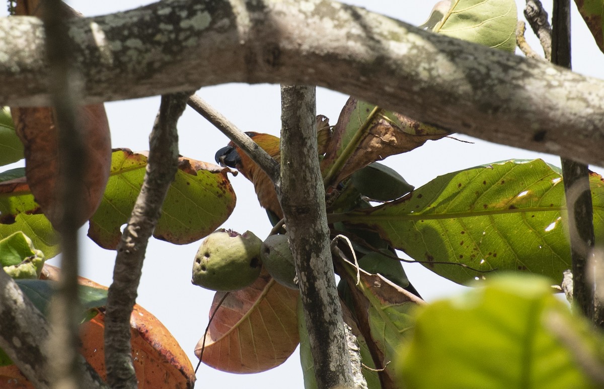 Jandaya Parakeet - ML644374340