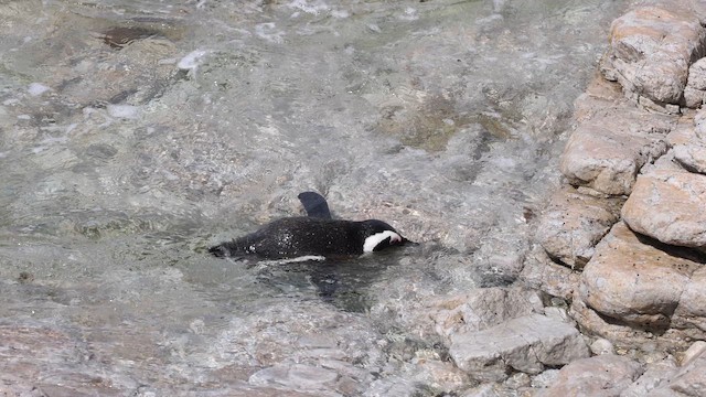 African Penguin - ML644374345