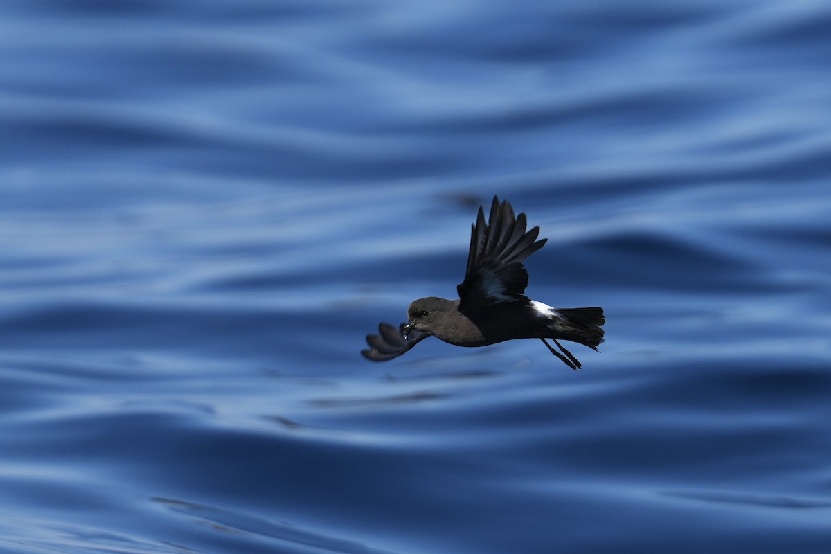 Océanite tempête - ML644374347