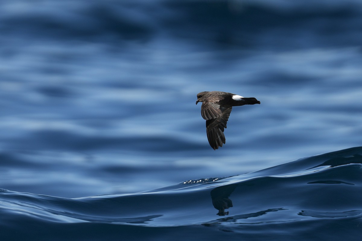 Océanite tempête - ML644374349