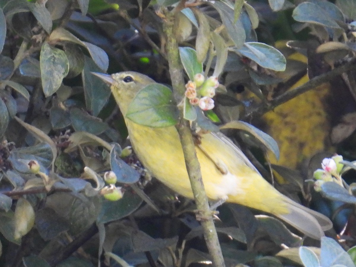 Orange-crowned Warbler - ML644374351