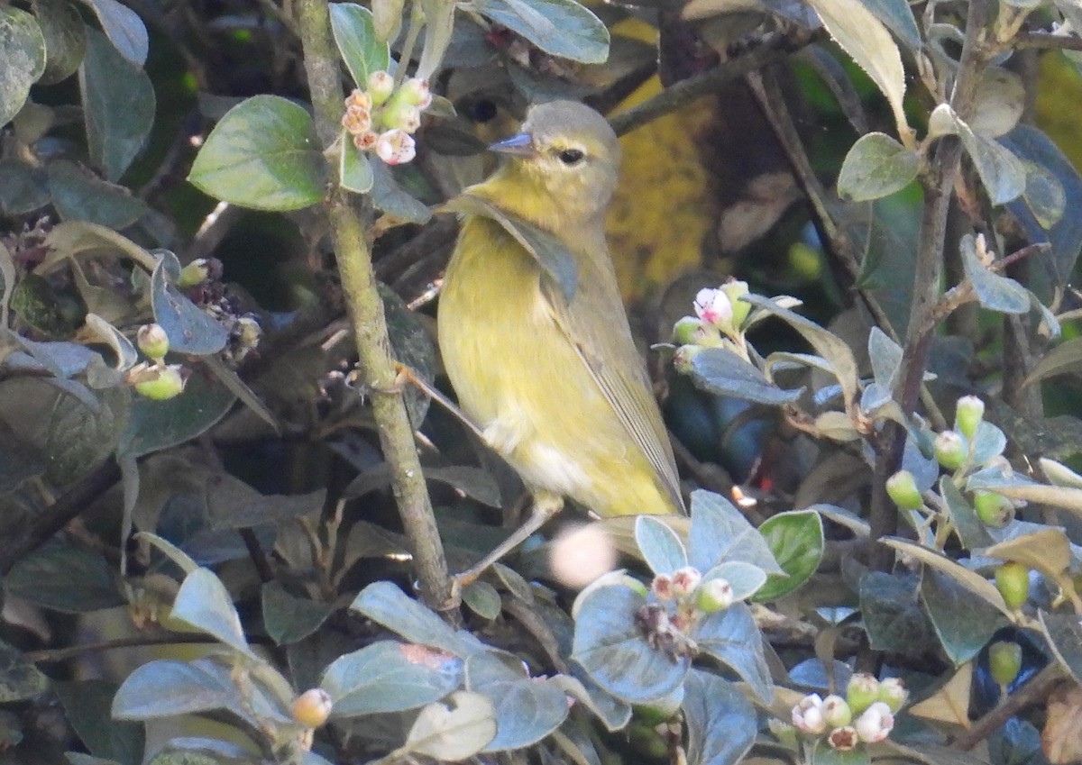 Orange-crowned Warbler - ML644374352