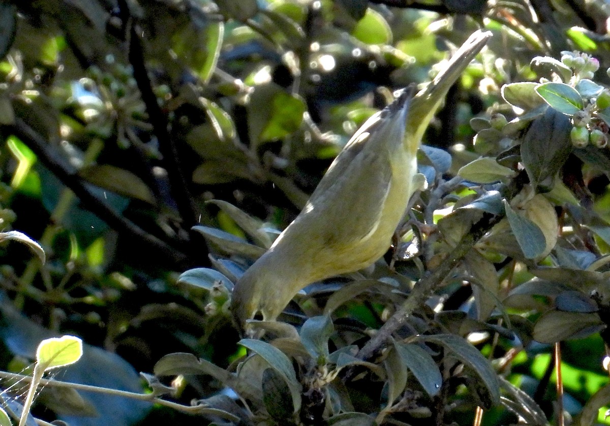 Orange-crowned Warbler - ML644374354