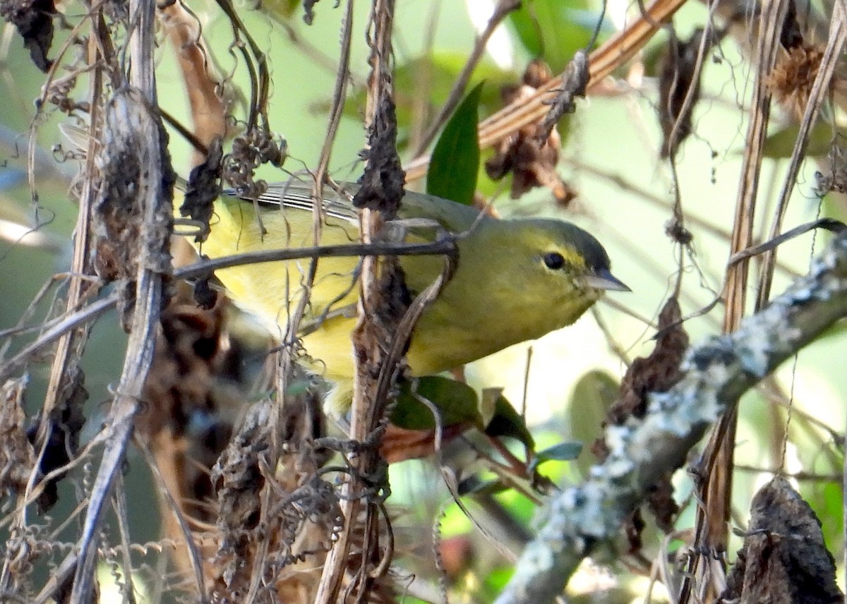 Orange-crowned Warbler - ML644374355
