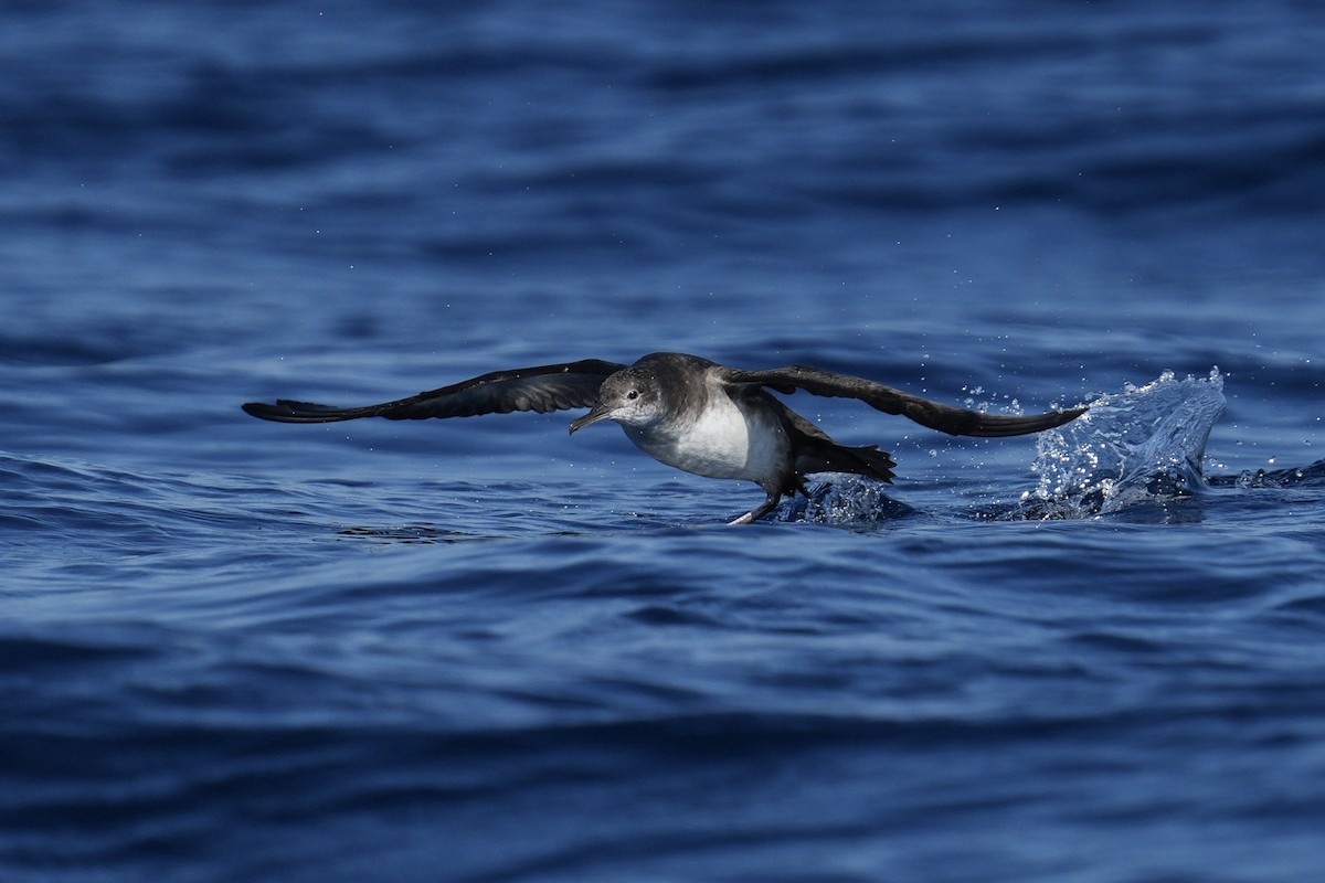 Balearic Shearwater - ML644374358