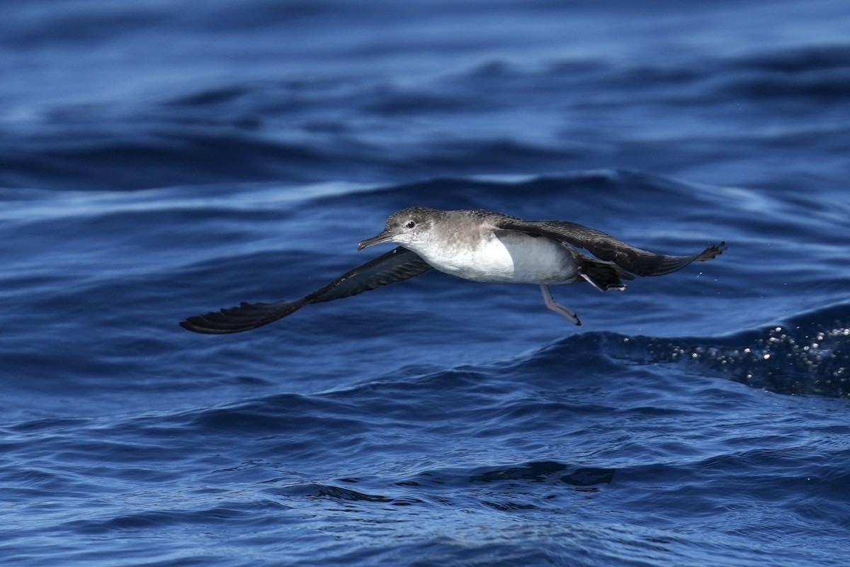 Balearic Shearwater - ML644374359