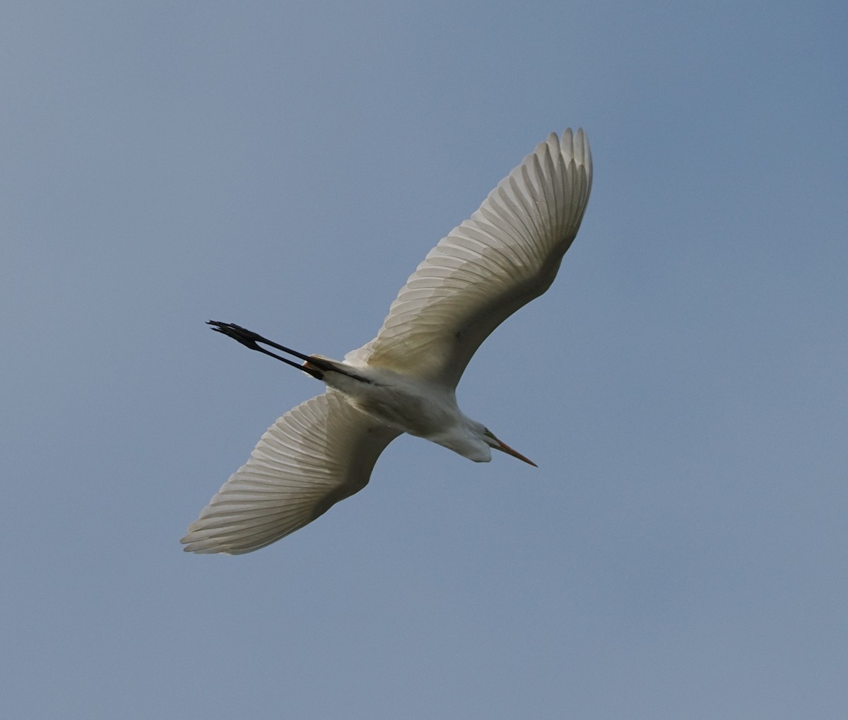 Great Egret - ML644374364