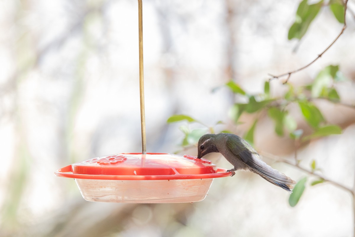 Blue-throated Mountain-gem - ML644374398