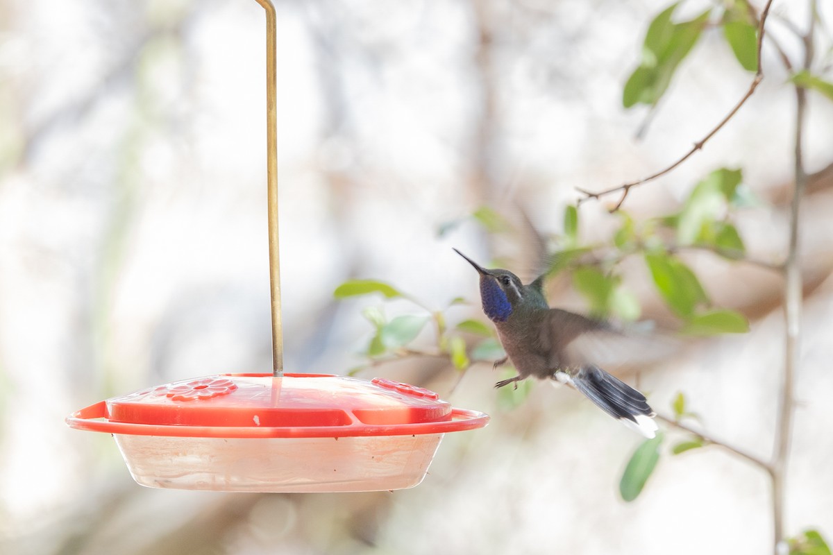 Blue-throated Mountain-gem - ML644374399