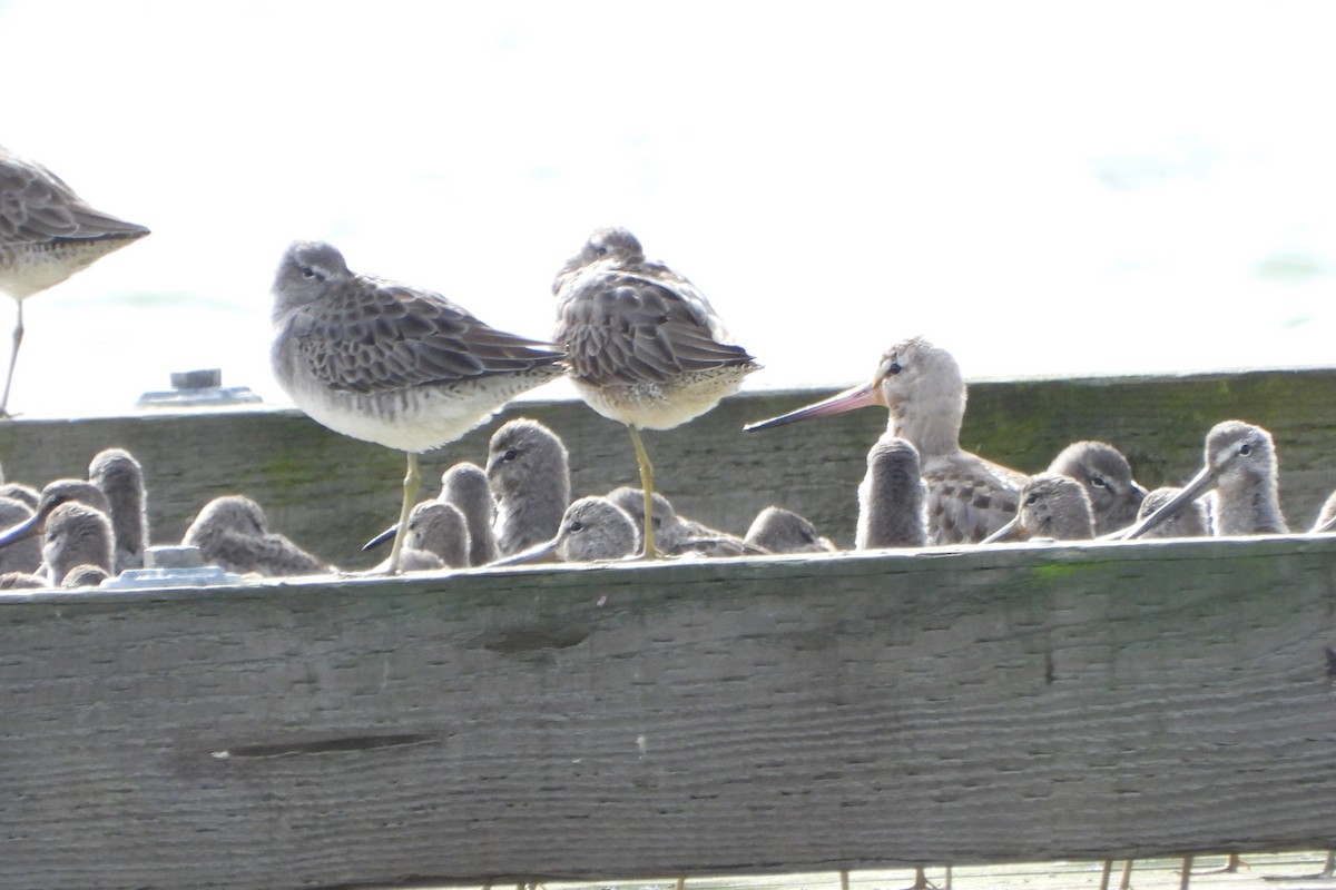 Hudsonian Godwit - ML644374402
